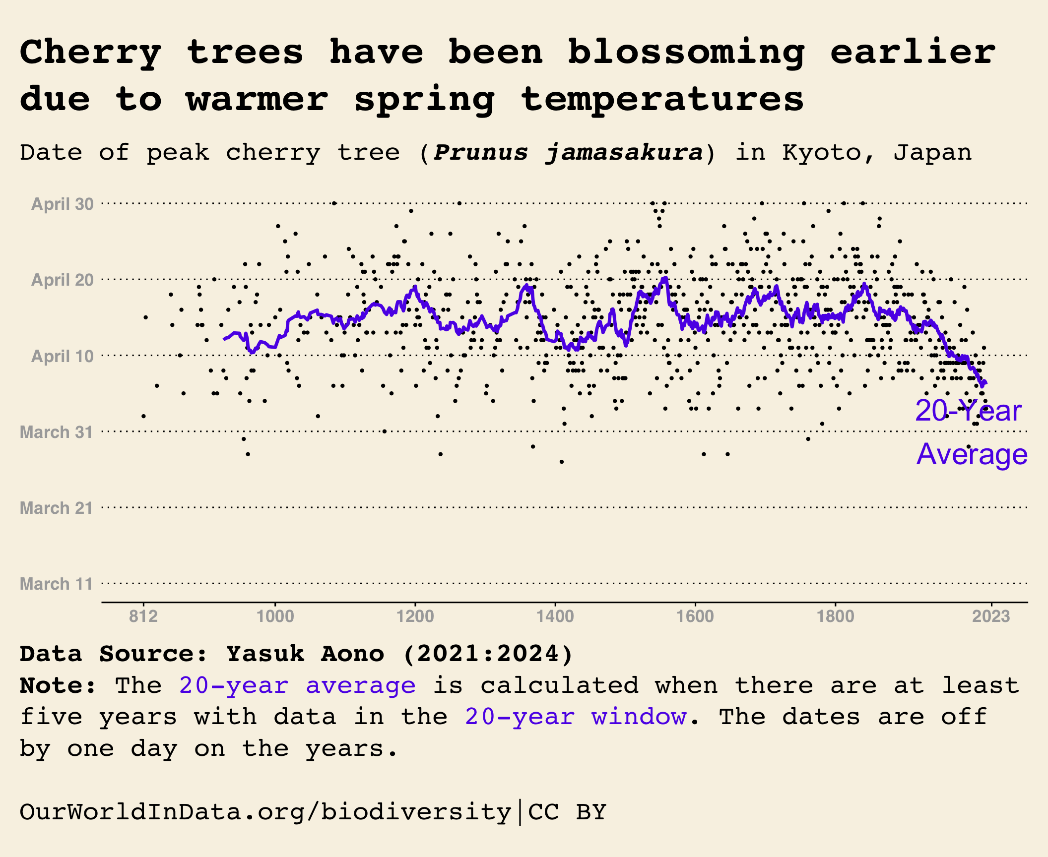 Blossoming of the Kyoto cherry trees